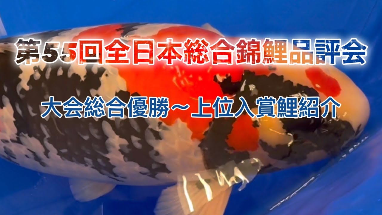 【品評会】第55回全日本総合錦鯉品評会　大会総合優勝〜上位入賞鯉紹介
