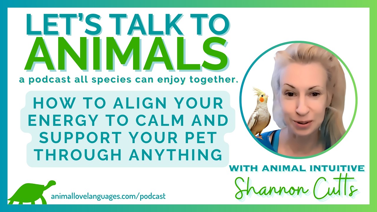 How to Align Your Energy to Calm and Support Your Pet Through Anything
