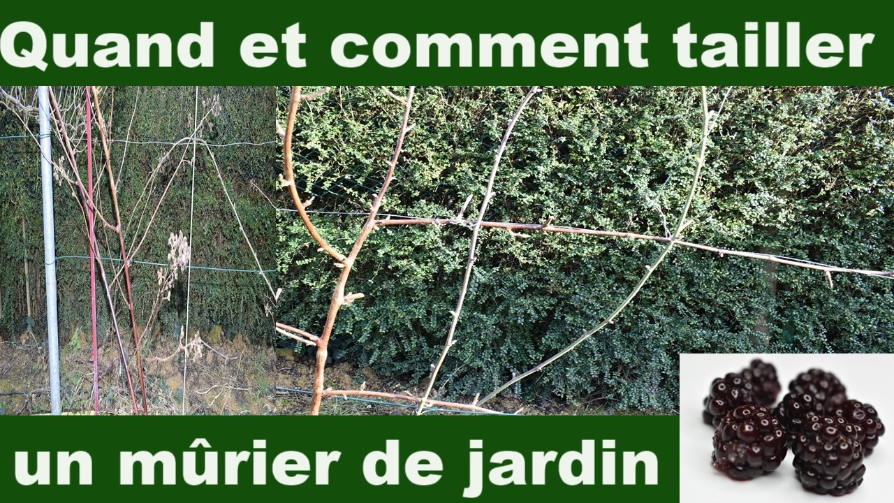 Taille du Mûrier de jardin : Comment et Quand tailler pour booster la récolte ?