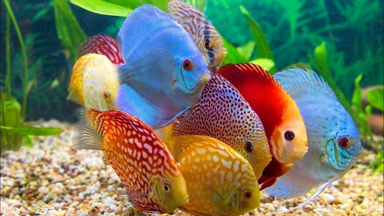 8 Makanan Ikan Discus Agar Cepat Besar Dan Warnanya Tambah Cerah