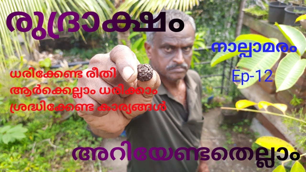 RUDRAKSHAM |രുദ്രാക്ഷം അറിയേണ്ടതെല്ലാം |രുദ്രാക്ഷവും മുഖങ്ങളും