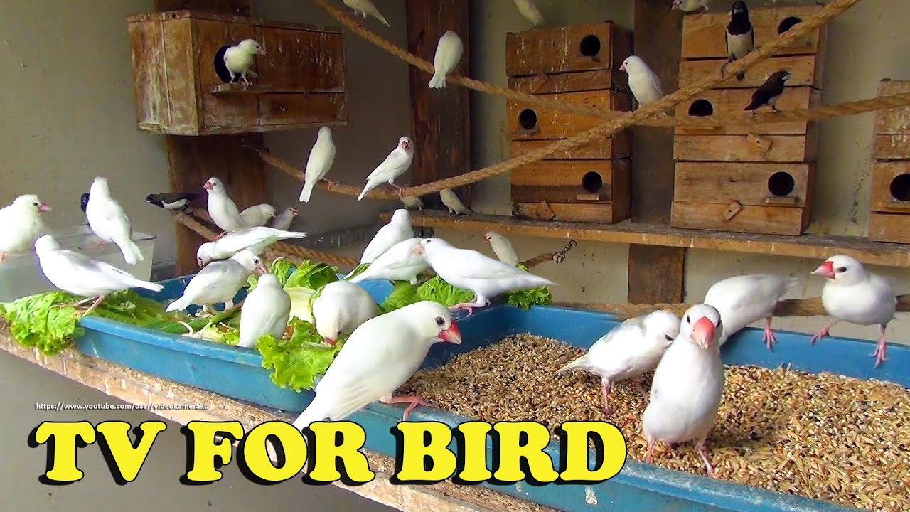 Java Sparrows and Friends - Finch Aviary - November 2022