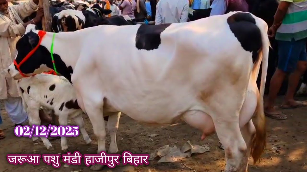 Jarua Pashu Mandi / Hf Cow Market / Jersey Cow 