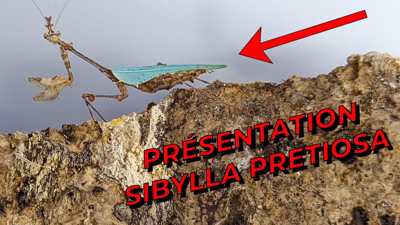 Présentation Sibylla Pretiosa