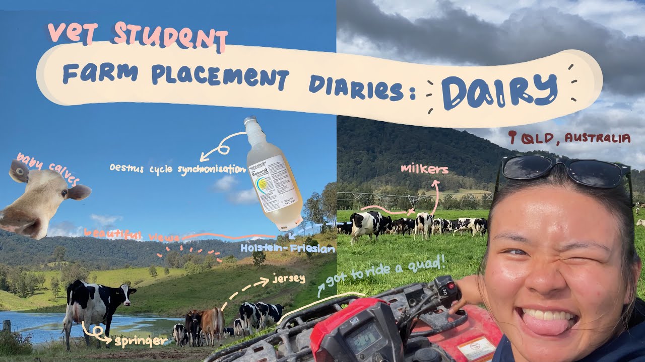 vet school placement diaries: dairy placement // milking, riding quad bikes, OSHA violations