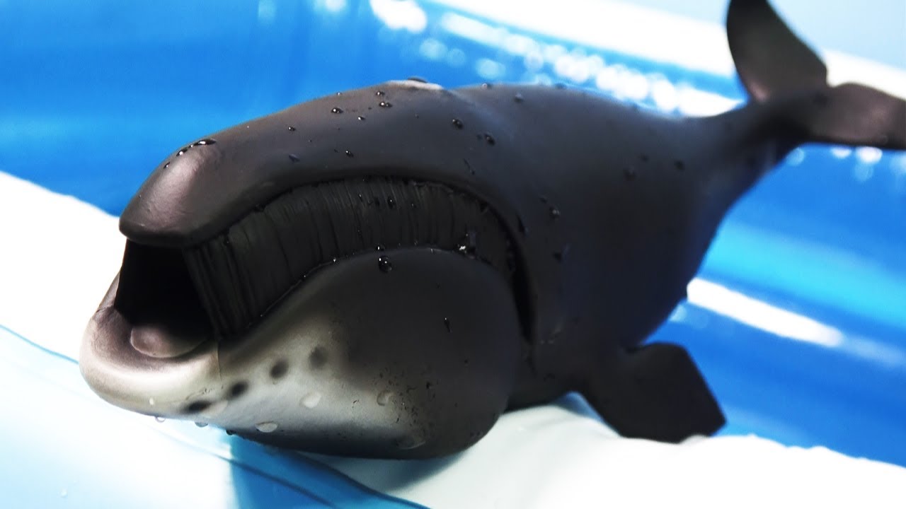 바다생물의 왕king of sea animals, 고래의 종류와 이름을 영어로 배워봅시다