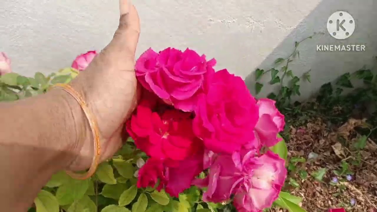 Terrace gardening overview in Telugu || midde thota vegetables 🍆 pempakam organic kitchen compost