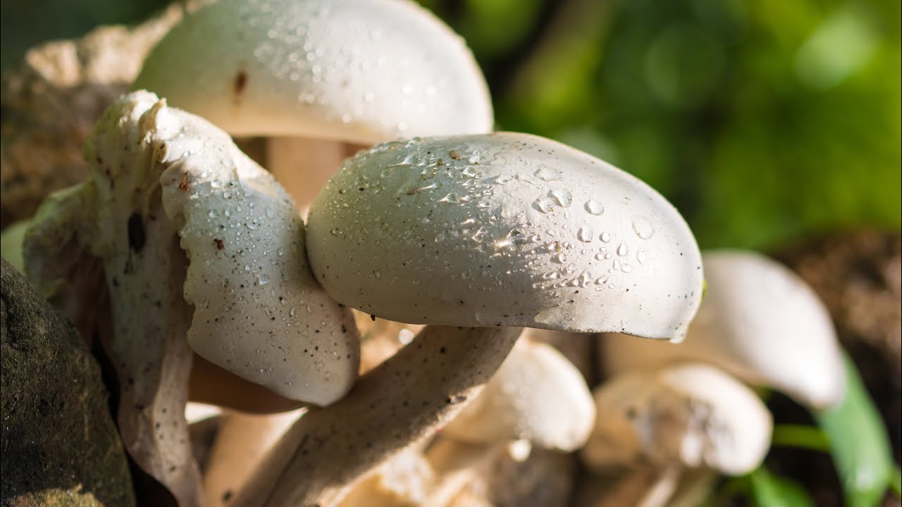 How To Start A Mushroom Business In Ghana