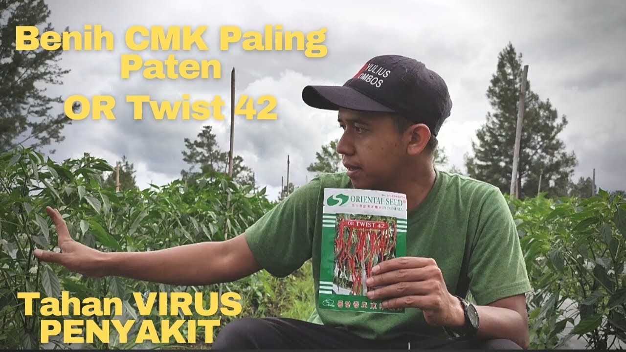 Benih OR Twist 42 ( Benih tahan virus penyakit Gemini,Patek,Layu Furasium dll)