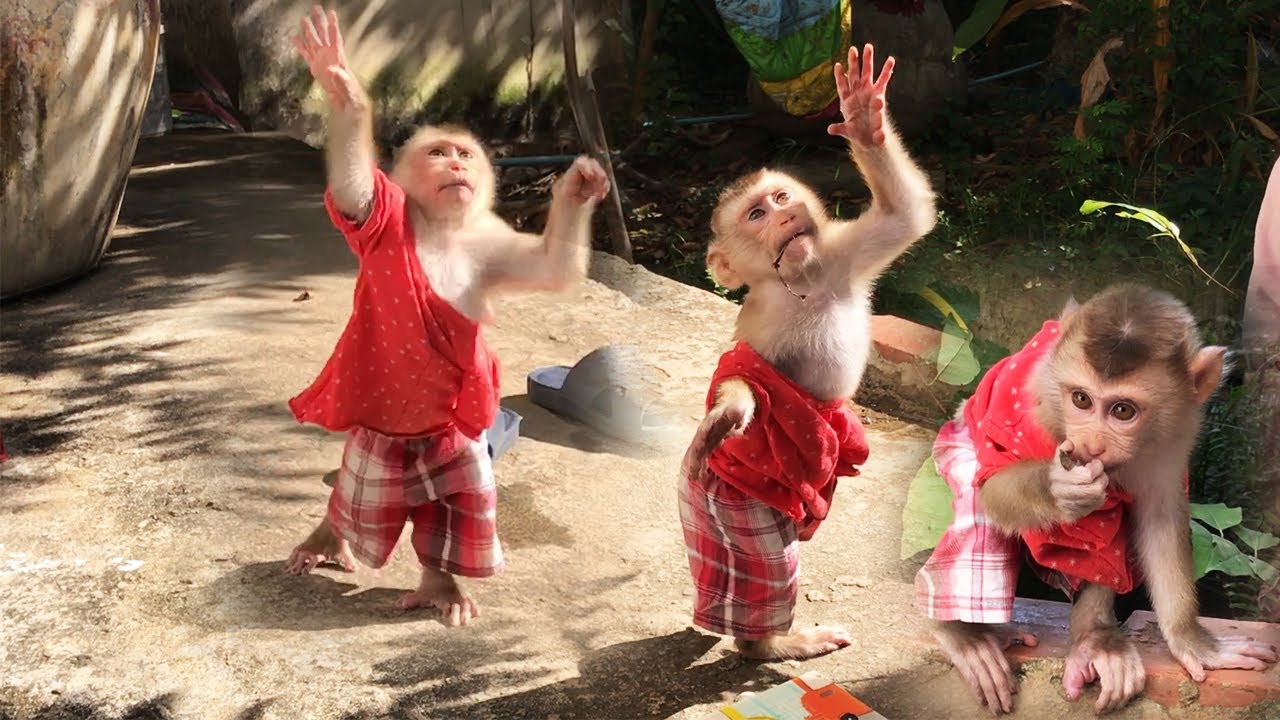 Wow So Amazing Morning Play! Monkey Abbey So Happy Playing With Kids