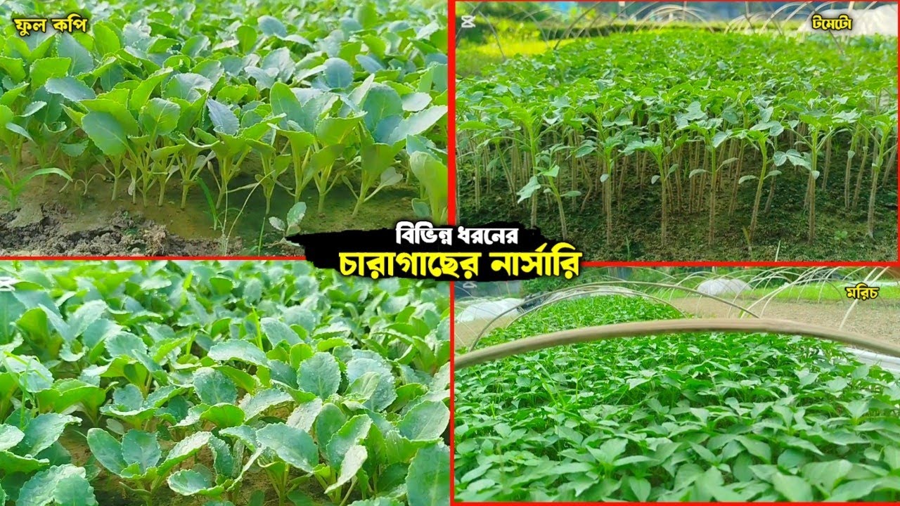কপির চারা মরিচের চারা বেগুন টমেটো আরো বিভিন্ন চারাগাছ পাওয়া যায় 🌱🌺 আমাদের নার্সারিতে 🌱 নিতে যোগাযোগ 