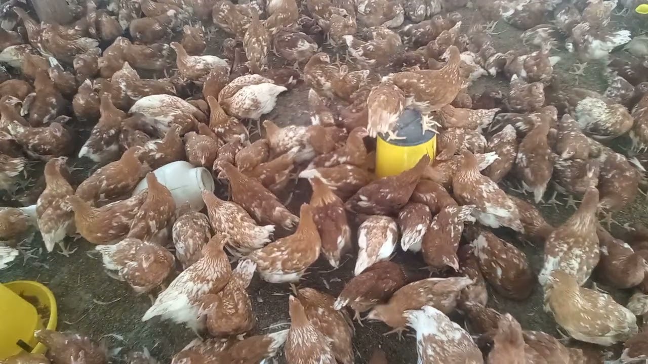 Chickens eat food