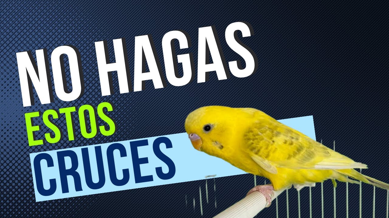 NO hagas estos CRUCES DE PERIQUITO
