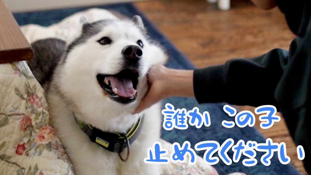 感情が崩壊したハスキーは大体こうなります