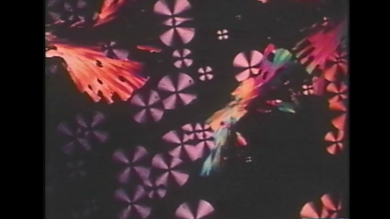 Group Rhoda - White Fur