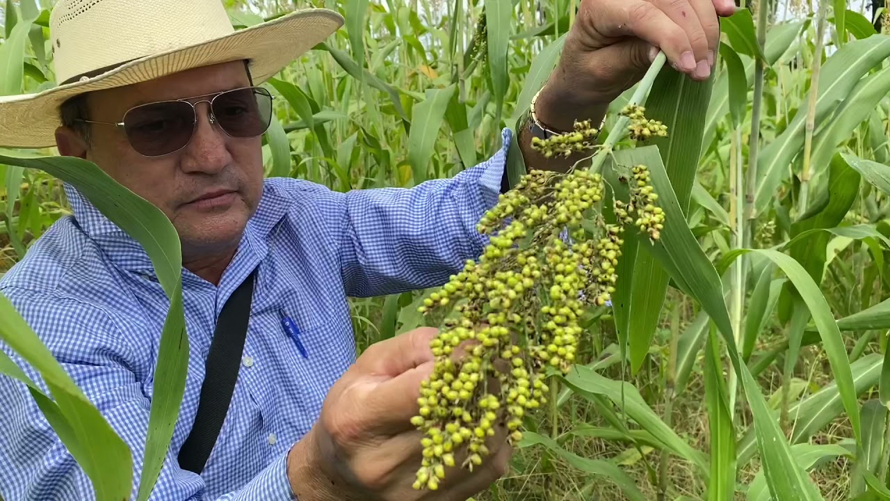 SORGO FORRAGEIRO SEQUEIRO PONTA NEGRA - CE.