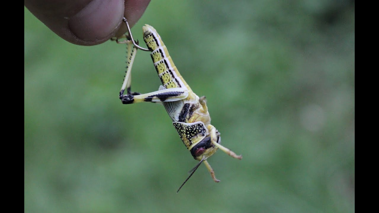 Fish LOVE Locust! Creek/River Fishing Live Locusts