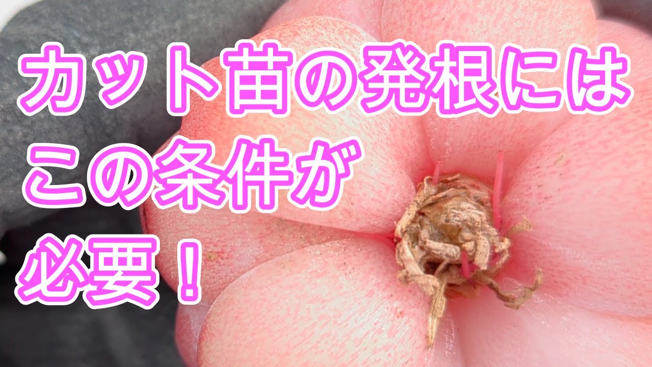 【多肉植物】【カット苗発根】条件をそろえてあげるだけで発根が早くなる！