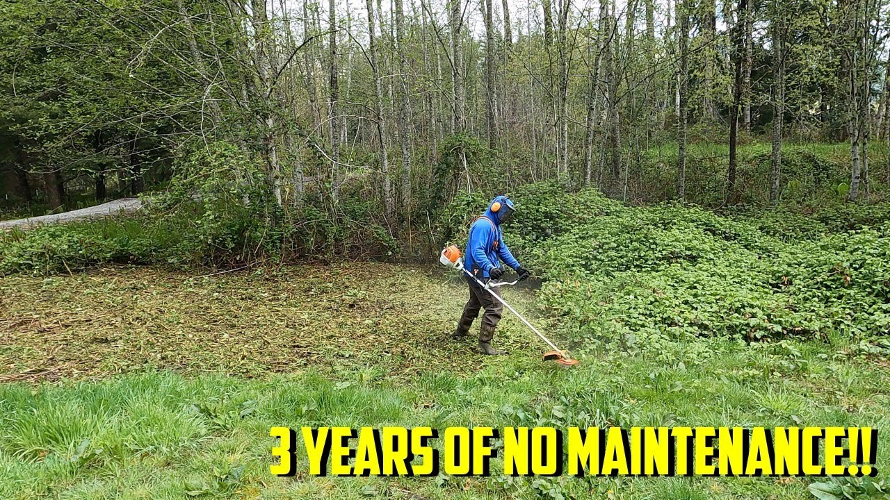 ELDERLY COUPLE COULDN'T CONTROL THE BLACKBERRIES! Stihl FS-240 Brush Cutter #Stihl #BrushCutting