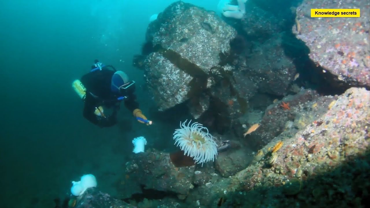 Diving at the Ogden Point Breakwater || Victoria B C || 2020