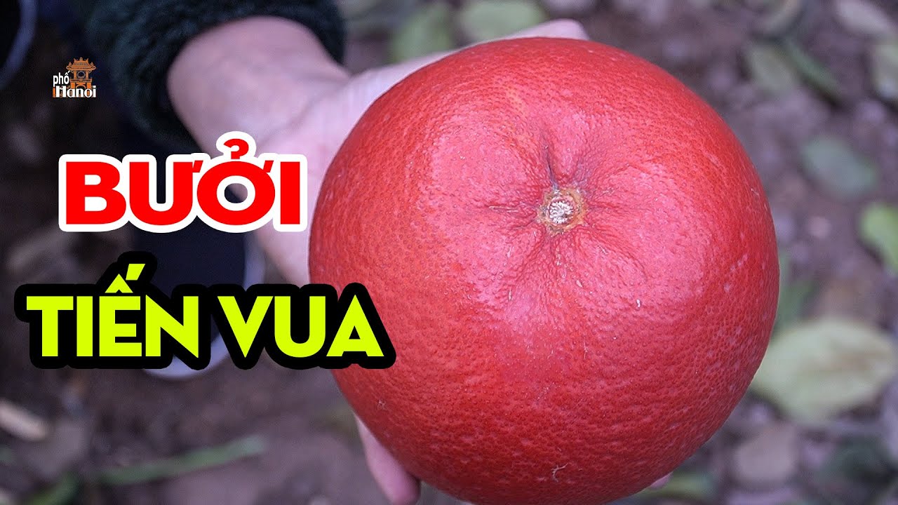 BƯỞI ĐỎ ĐÔNG CAO - MÓN QUÀ TẾT ĐỘC NHẤT VÔ NHỊ Ở HÀ NỘI #HNP