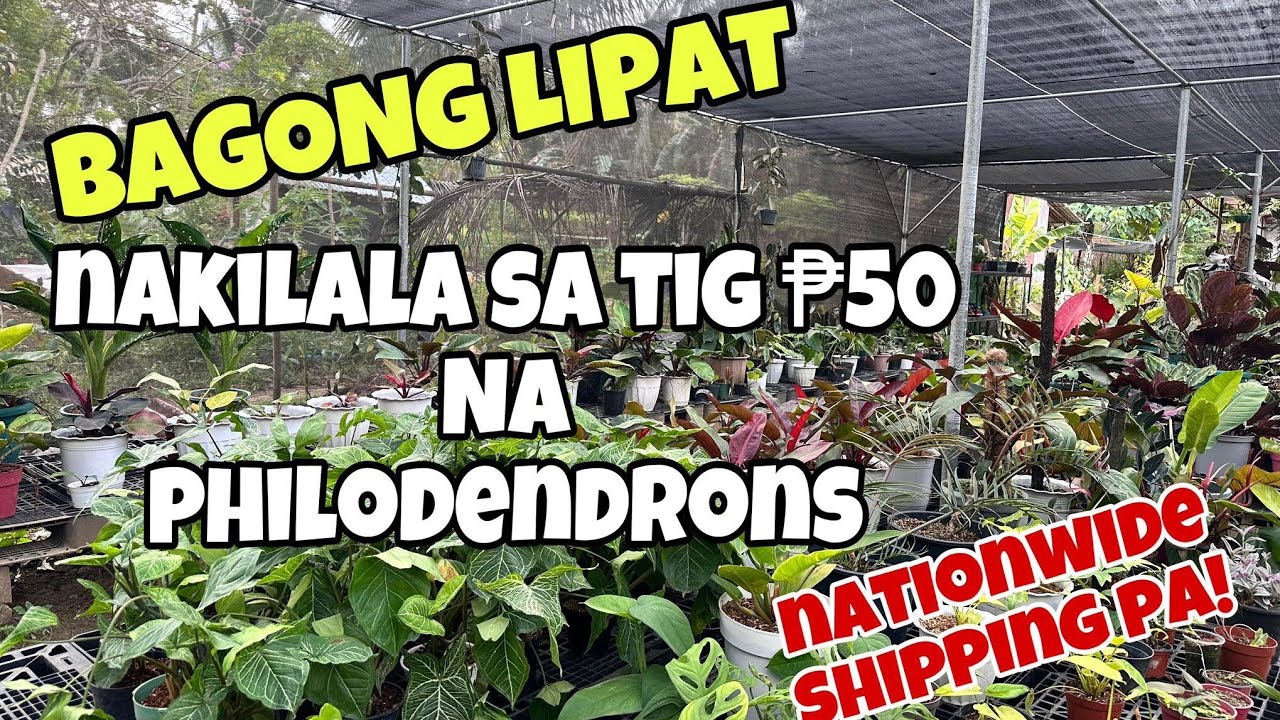 BAGONG LIPAT NAKILALA SA TIG P50 NA PHILODENDRONS!