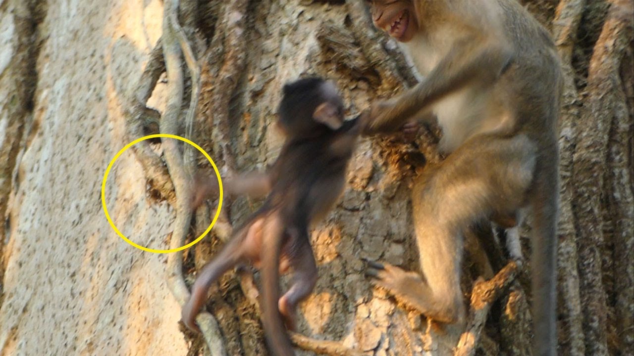Oh My God! JANNA Monkey Pull JAZZY So Terribl To Escape JANE Monkey& Try To Climb Hard A Big Tree.