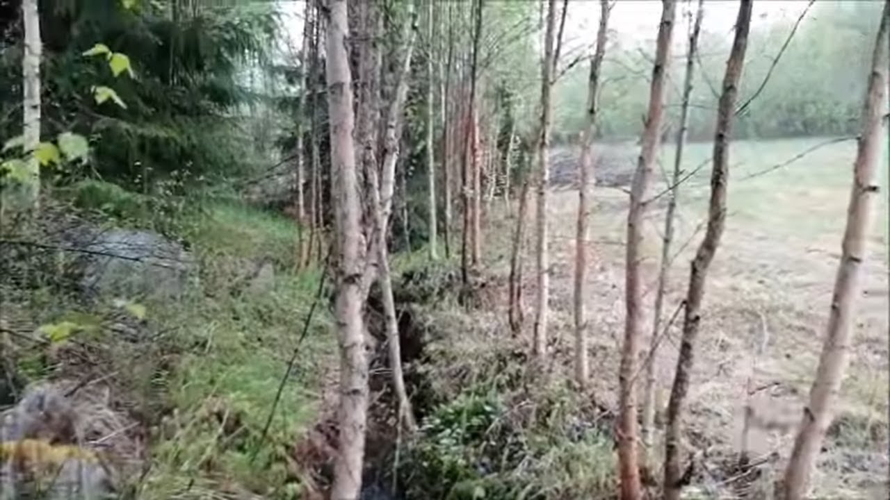 Looko burgeri ja risusavottaa