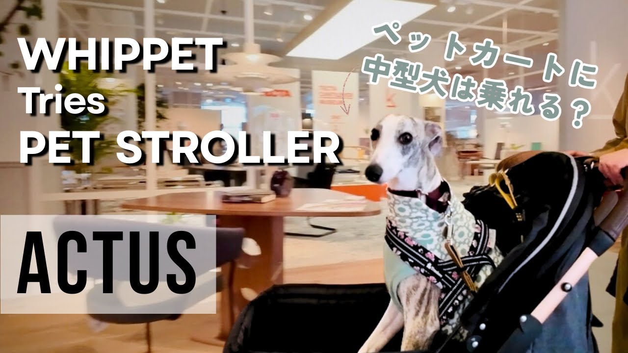 ウィペット（中型犬）は乗れる？ペットカート＆IKEAクッションマットDIY/  Whippet in a pet stroller ?