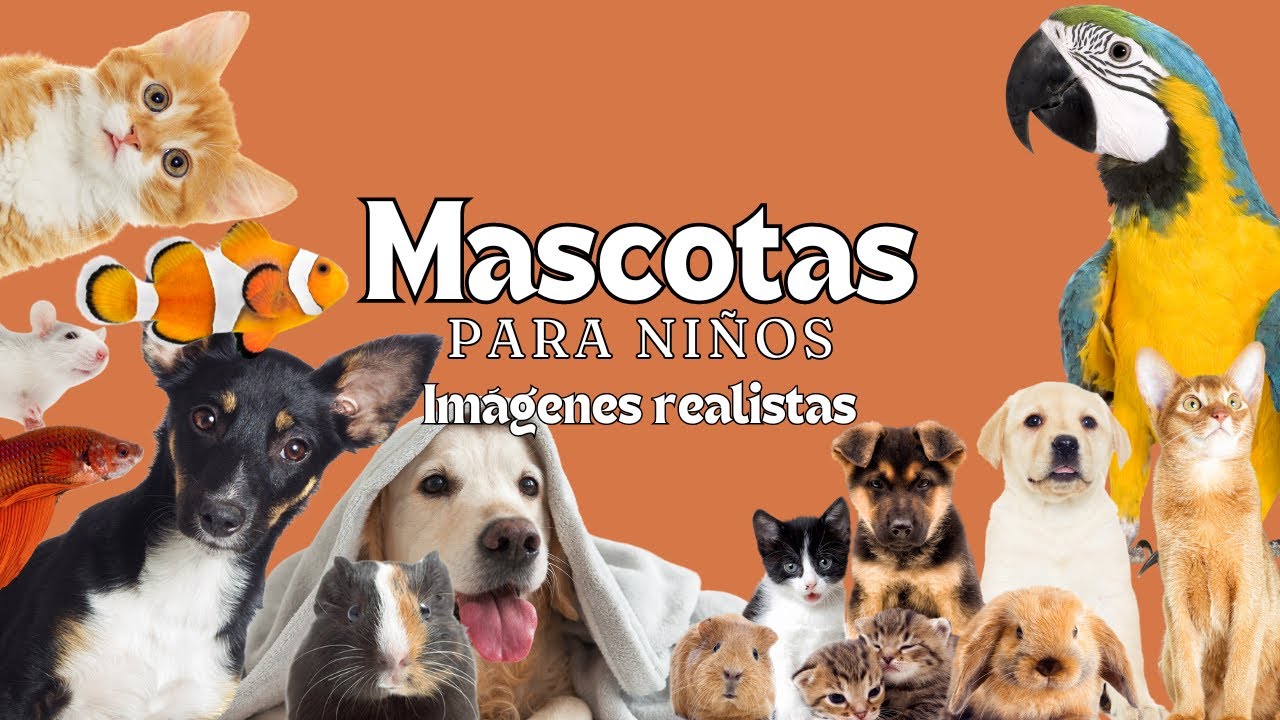 Las Mascotas - Videos Educativos  - Montessori Momers