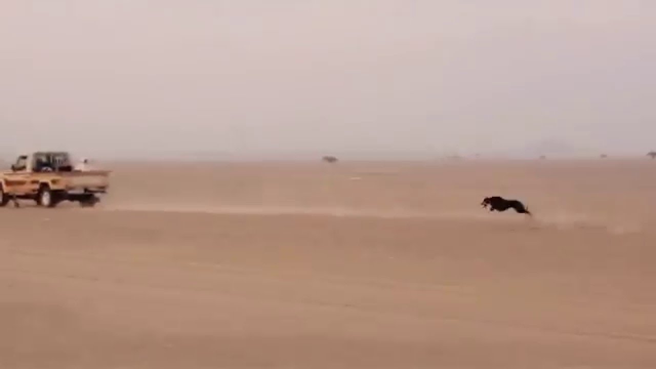 مهد معلق بتاريخ 1437/3/24 وفوز السلق عبرود