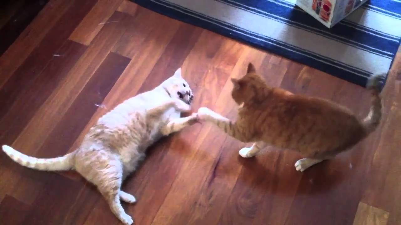 Brazilian Jiu Jitsu Cat Fight!