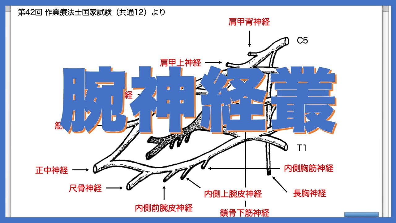 腕神経叢から分枝する神経が支配する骨格筋を覚えるコツを教えます！