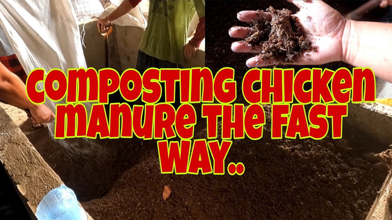 How to compost chicken manure using urea..