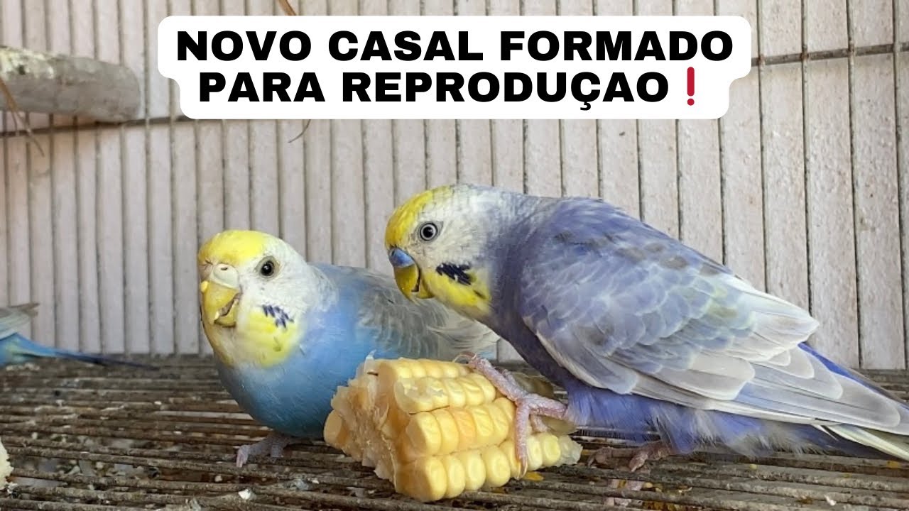 Soltei Filhotes No Viveiro! Formei Novo Casal, E Já Temos Filhote na criação 🙏🏽😍