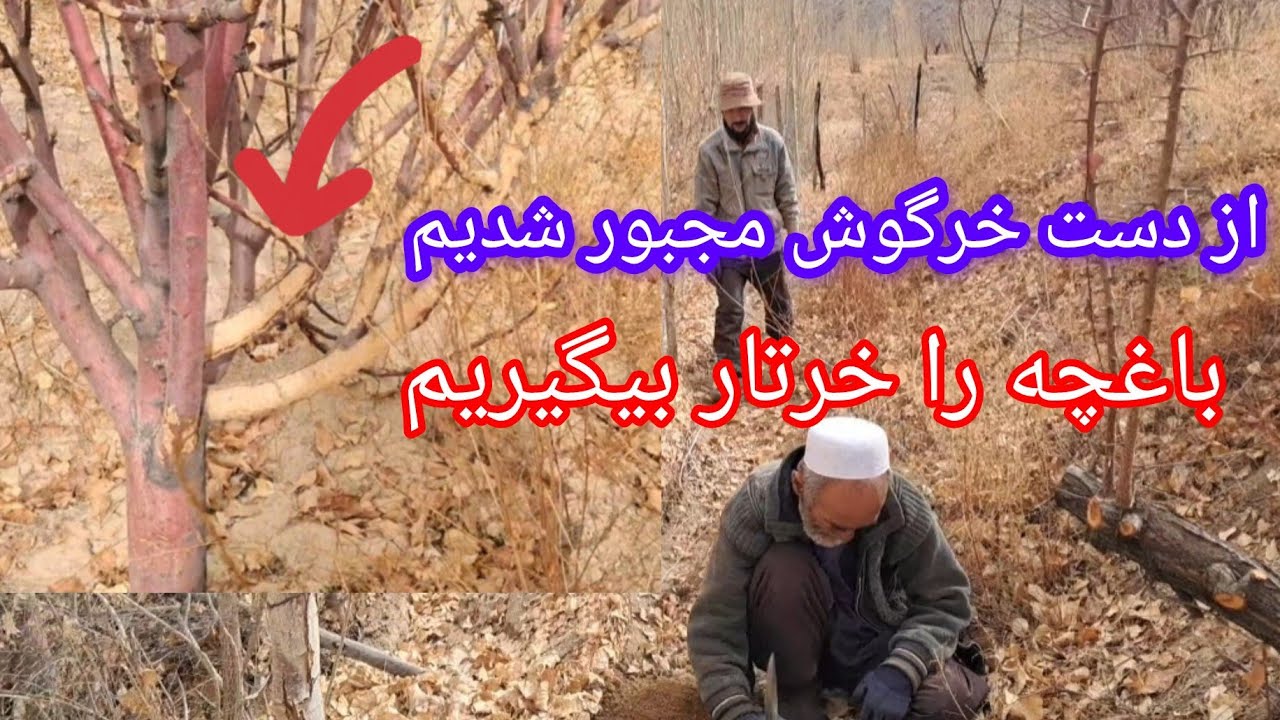 ضرر رساندن به درخت های باغچه توسط خرگوش 😐🤷‍♀️