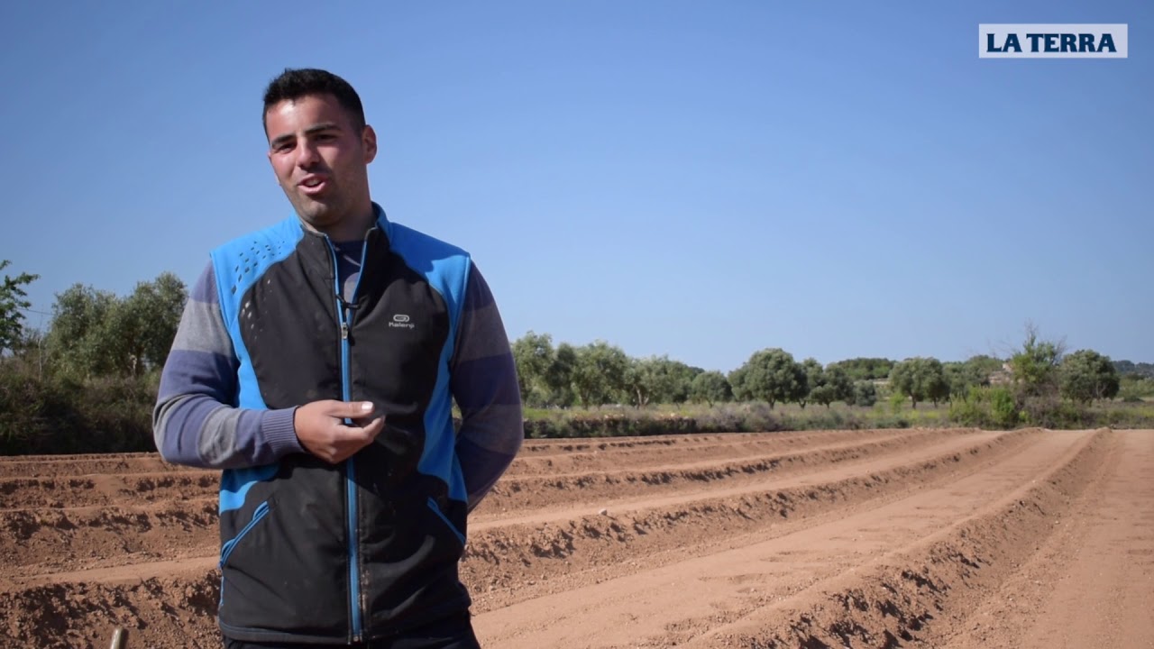 Iniciativa. Un jove s'incorpora amb el cultiu i els elaborats d'espàrrec blanc, pioner a l'Ebre