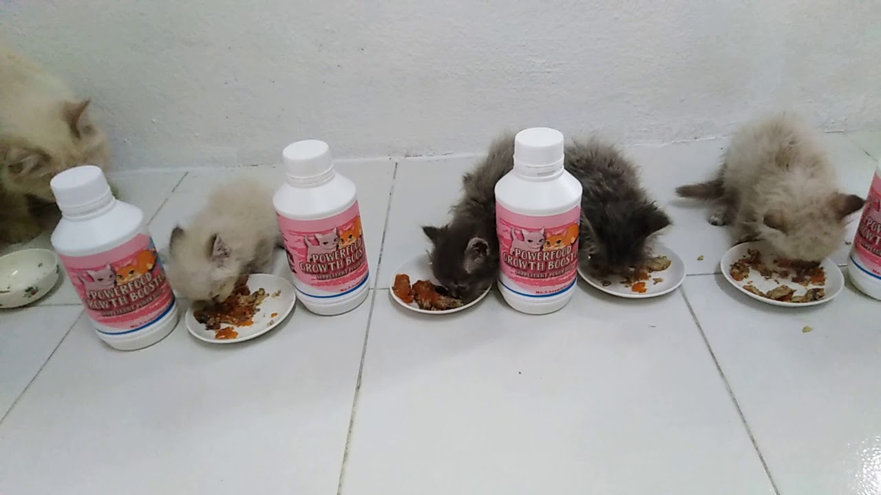 Supplimen kucing