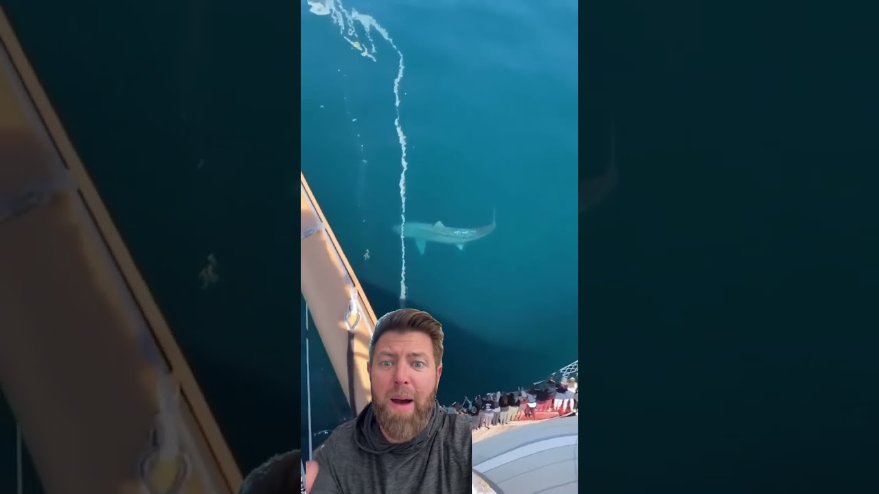 This Massive Shark is Harmless