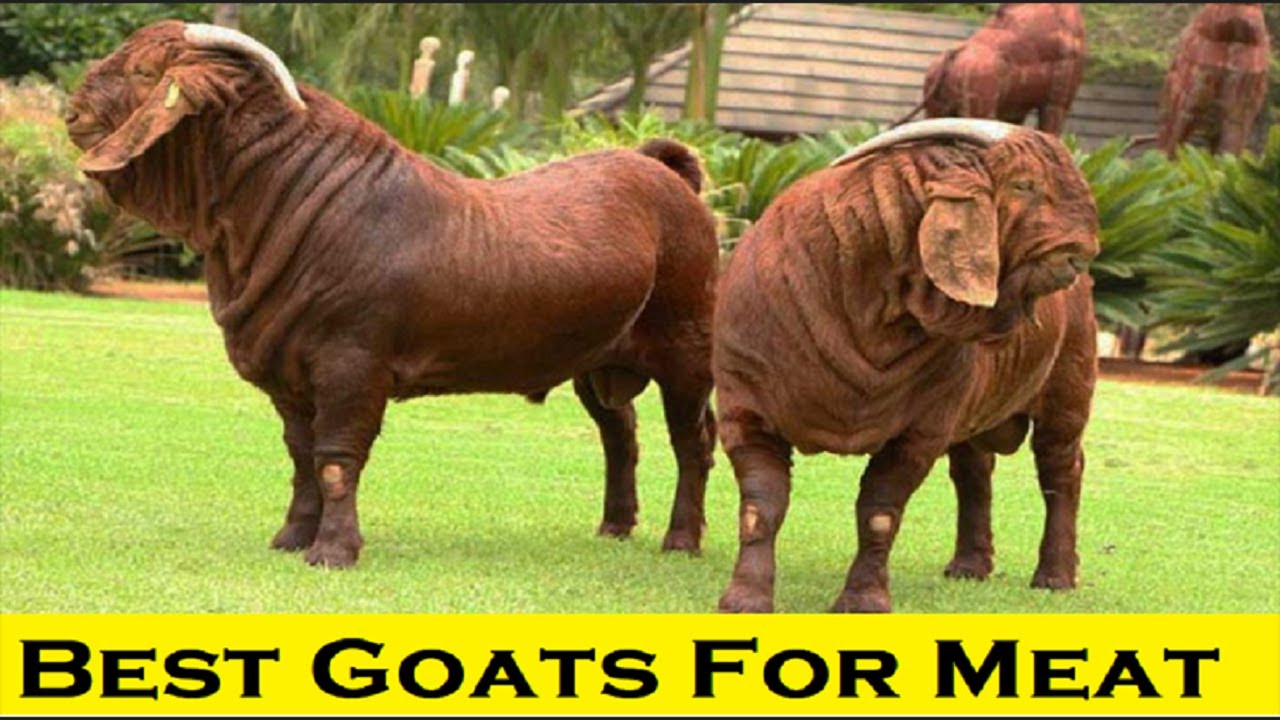 10 Highest Meat Producing Goats In The World | Top 10 Best Goats Breeds |