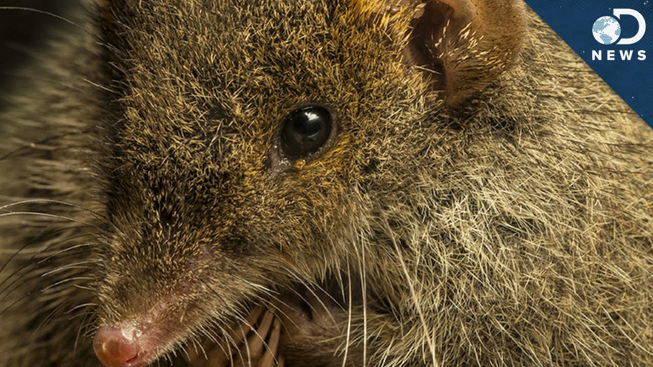 The Weirdest New Species Of 2014