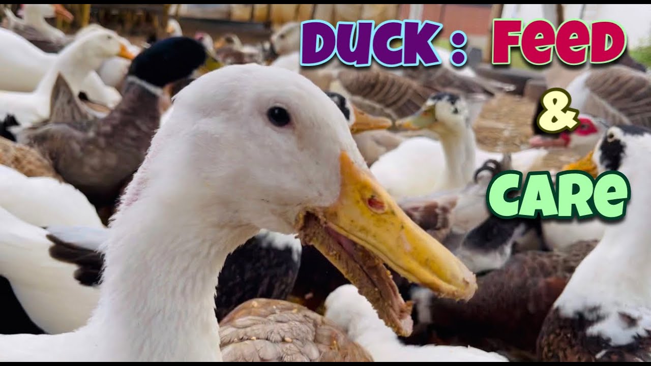 Duck Feed & Care Day 97| Local Duck Farm | Organic Duck Farm | Village Farm | Andhra Pradesh