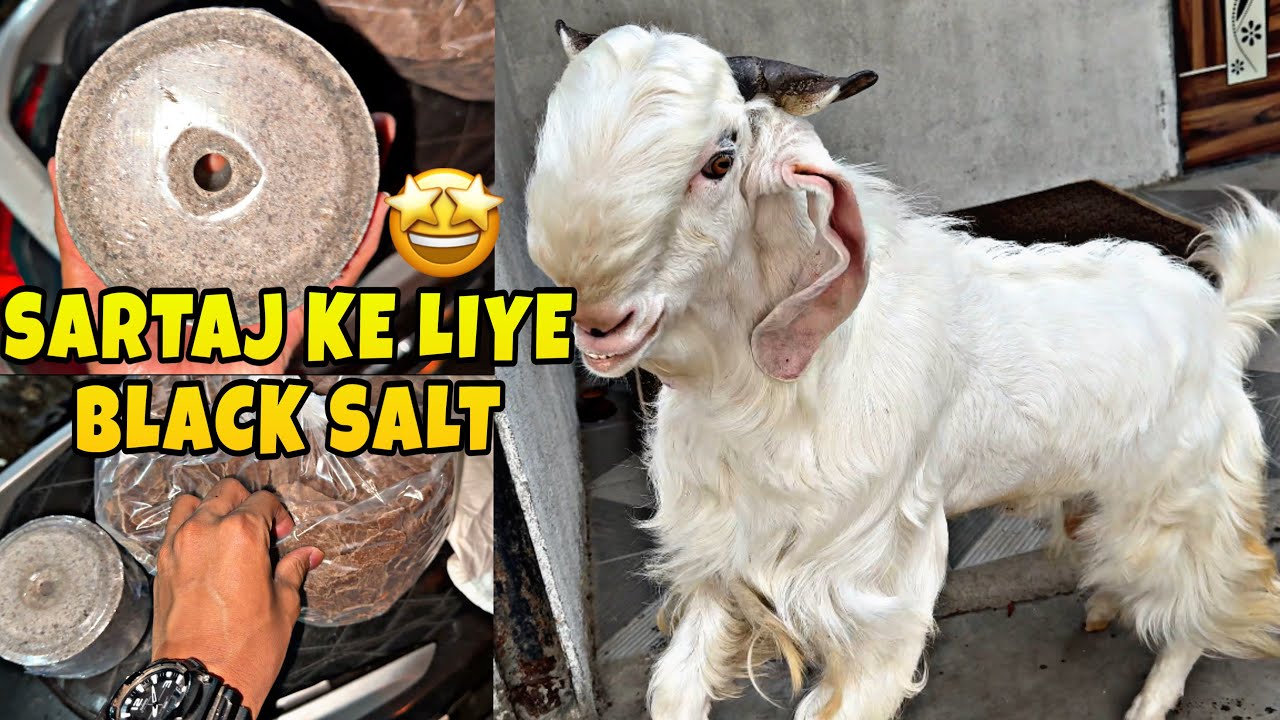 Aaj Sartaj Ke Liye Black Salt Le Liya || MD ANAs VLOGs