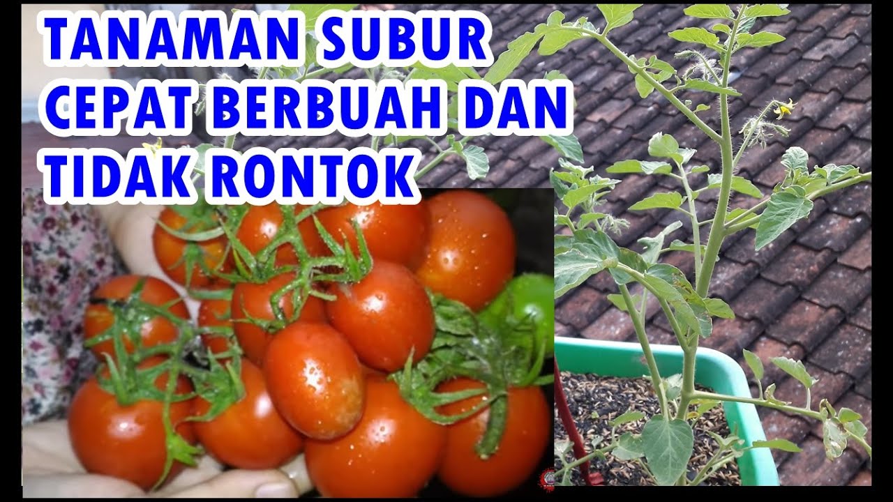 CARA TANAM TOMAT AGAR 2X LEBIH CEPAT BERBUAH LEBAT, TIDAK RONTOK, TIDAK KERITING DGN PUPUK ORGANIK