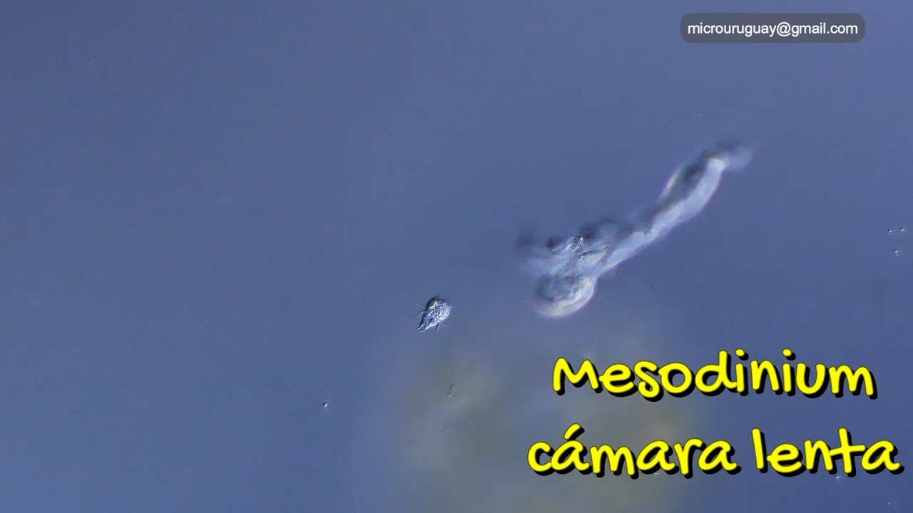 Mesodinium filmado en cámara lenta