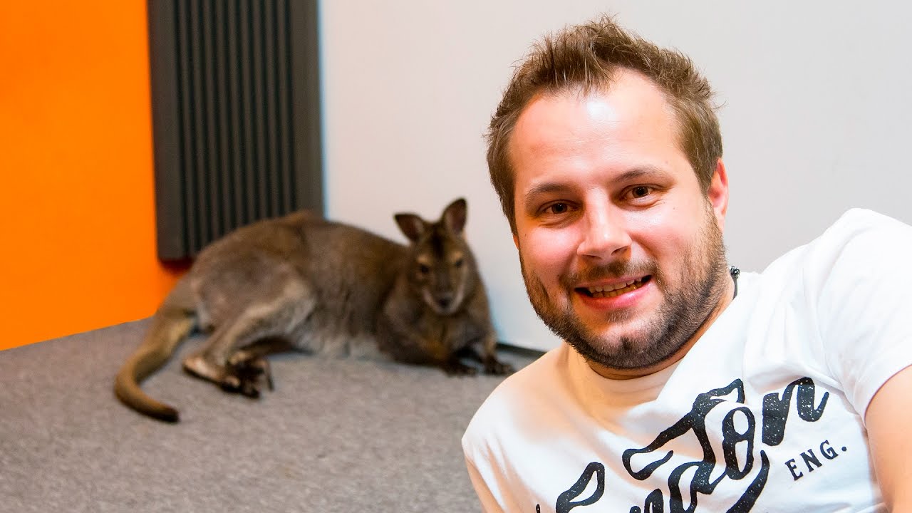 CIEKAWOSTKI O HODOWLI KANGURA W DOMU!