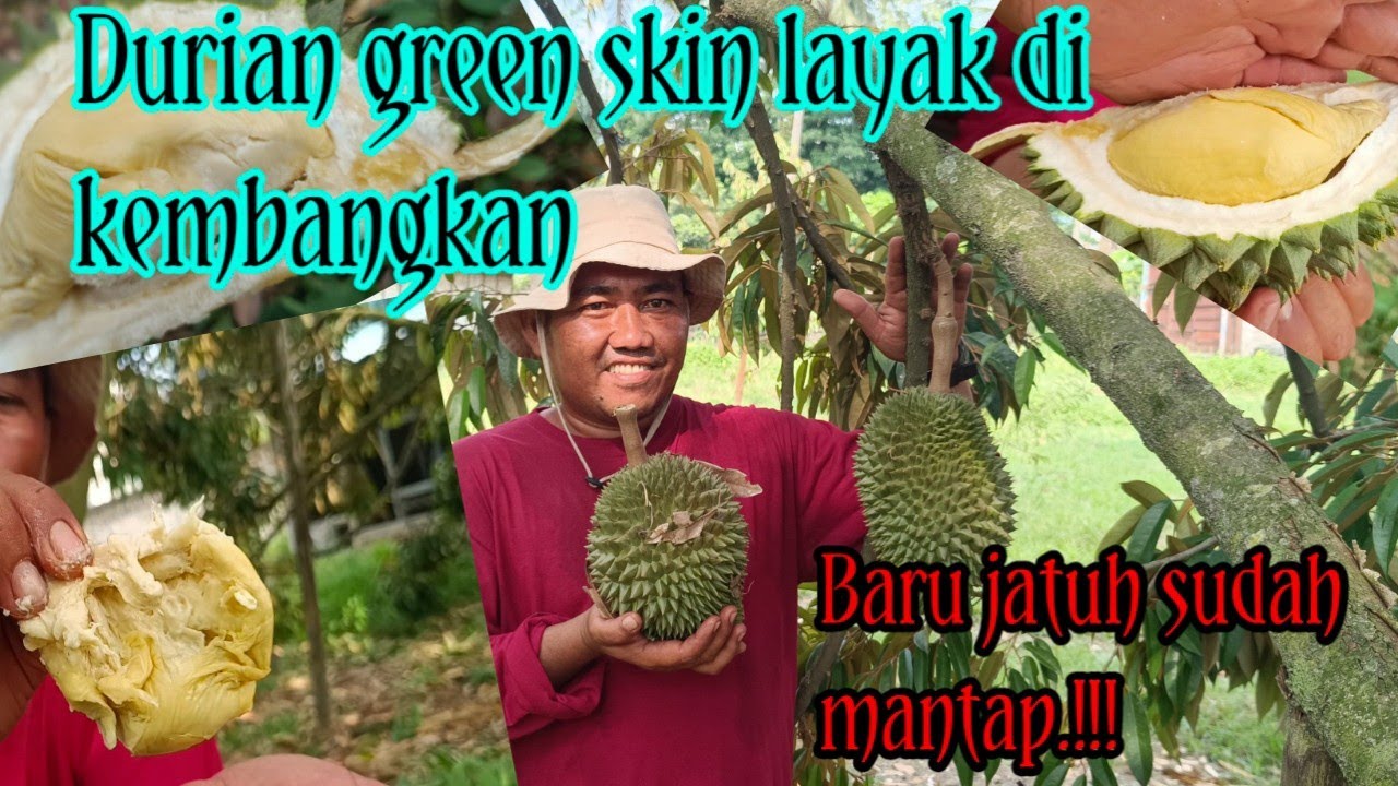 Kualitas durian green skin.!!! baru jatuh dari pohon langsung di belah, ternyata sudah enak.