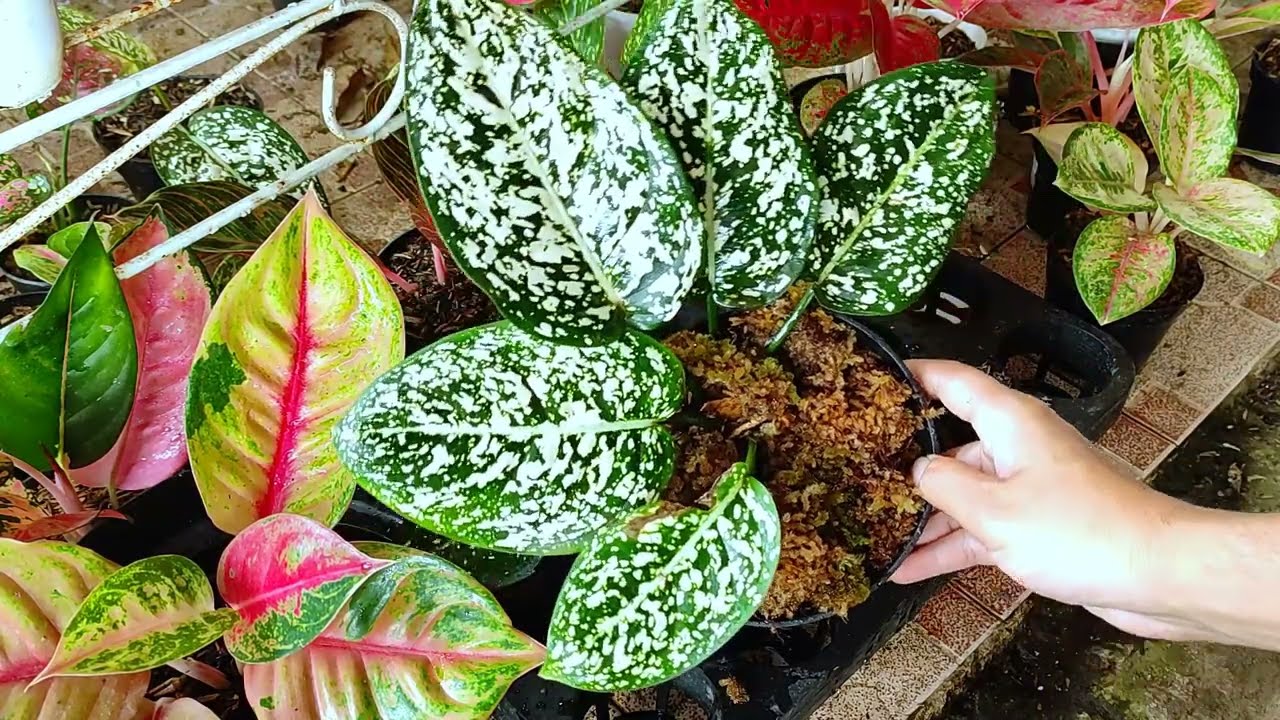 Air Layering Aglaonema Mahasety and Big Leaf Chinese Evergreen Plant Care