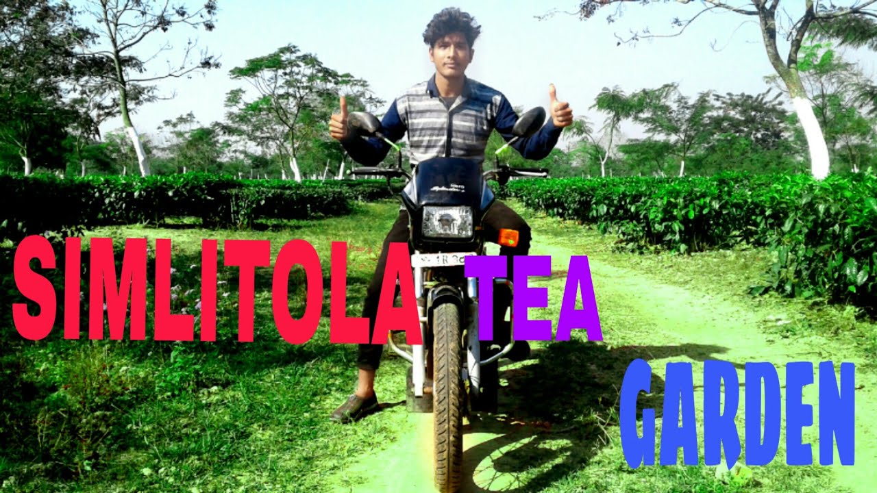 #assamesevlogging   Simlitola beuatifull tea garden (goalpara ,assam)