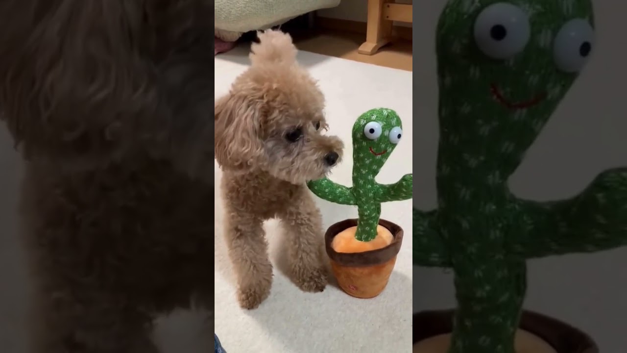 A barking dog was surprised by the toy #shorts #shortvideo #barking #funnyshorts #poodle #dogs #cute